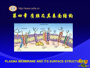 生物细胞：第四章质膜及其表面结构.ppt