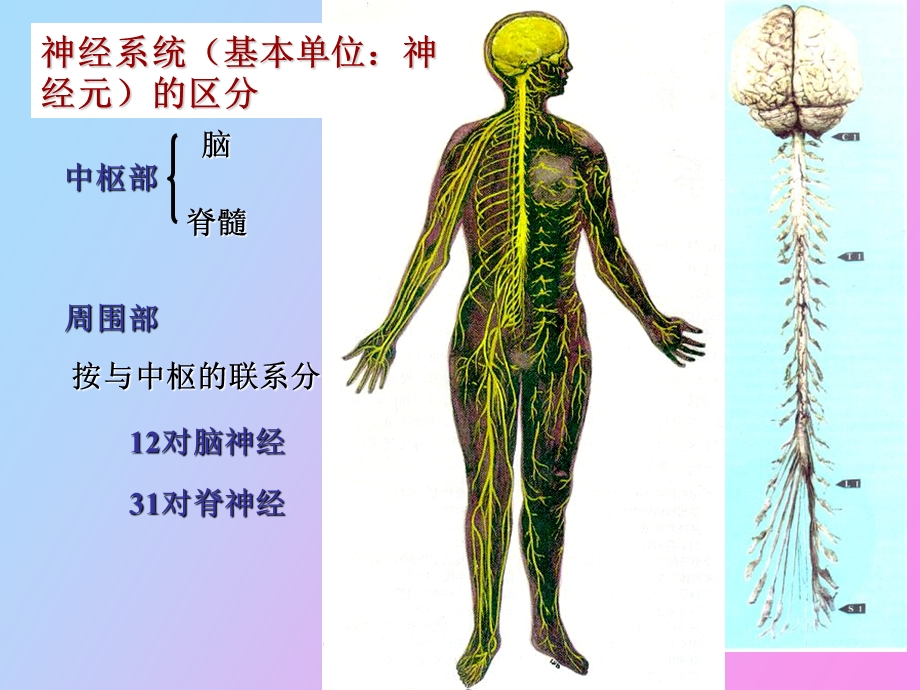 神经系统竞赛.ppt_第3页