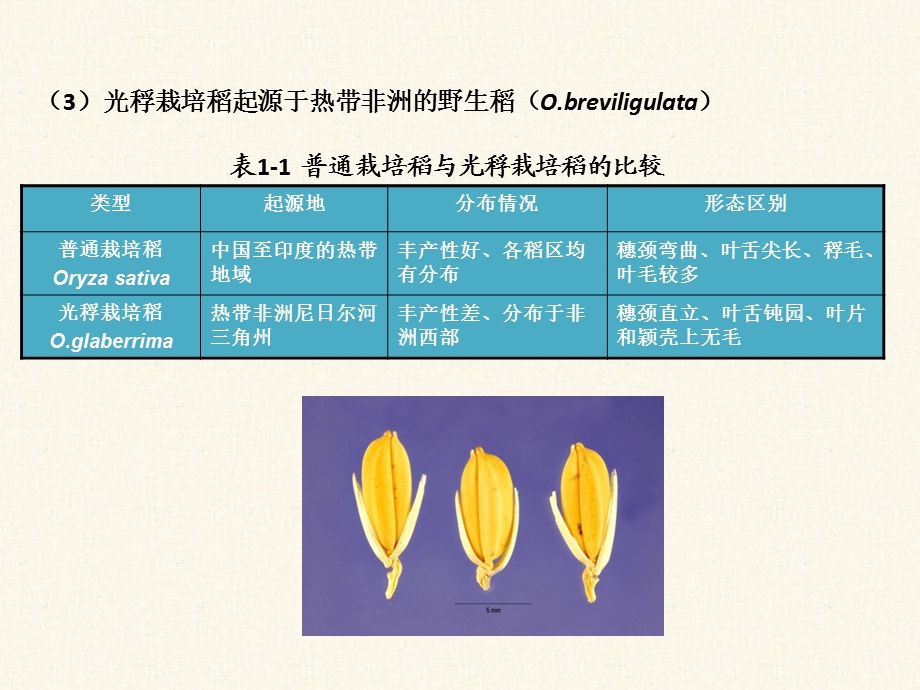 水稻栽培的生物学基础.ppt_第3页