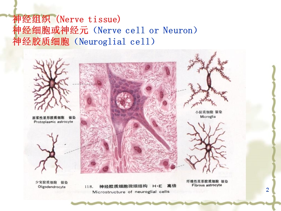 神经组织第8章神经系统.ppt_第2页