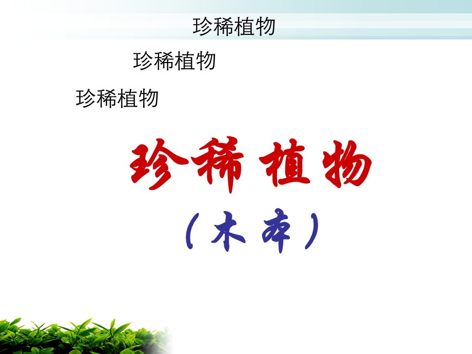 珍惜植物图片木本.ppt_第1页