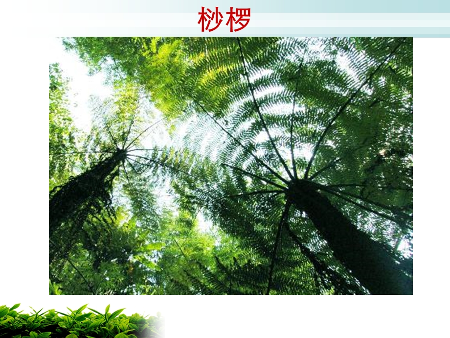 珍惜植物图片木本.ppt_第2页