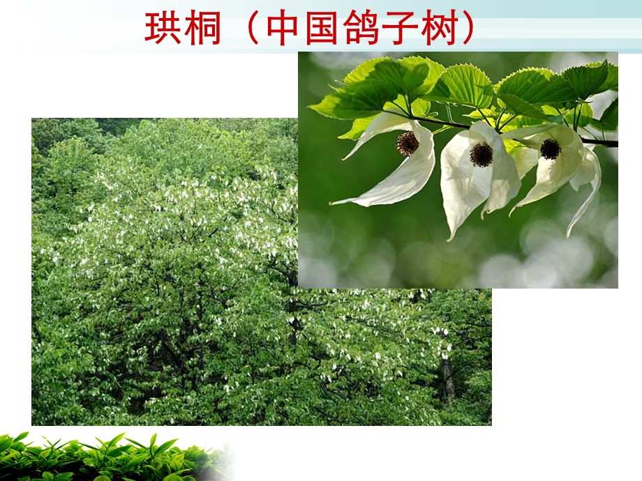 珍惜植物图片木本.ppt_第3页