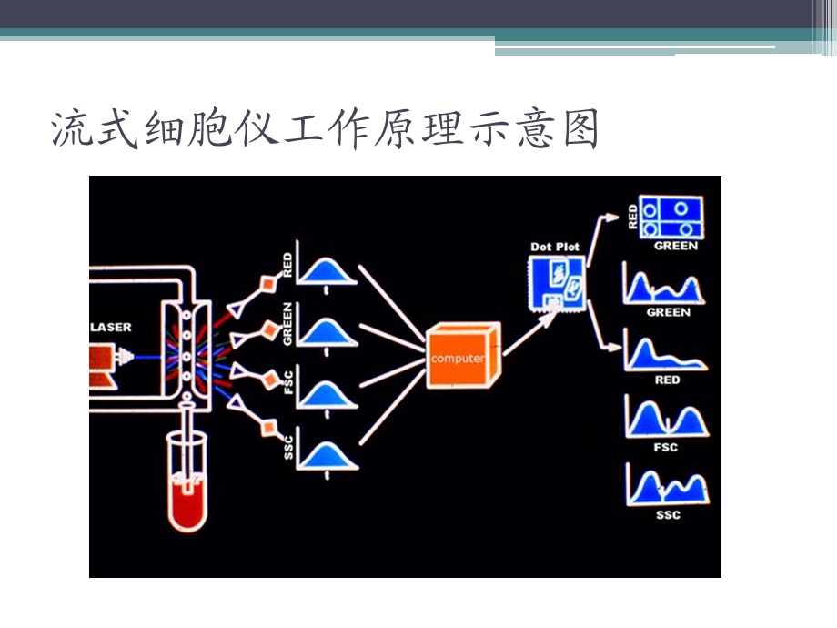 流式细胞术的基本原理与应用简介.ppt_第3页