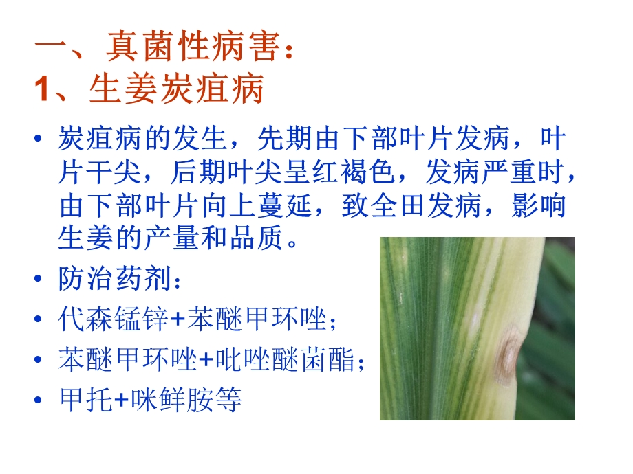 生姜病虫害防治及健壮栽培管理技术.ppt_第2页