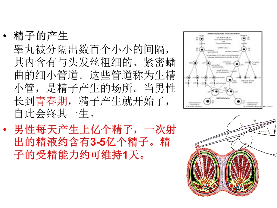 生育与生育控制.ppt_第3页