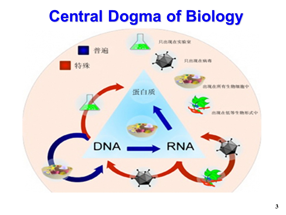 生物化学与分子生物学系 陈瑜 RNA组学.ppt_第3页
