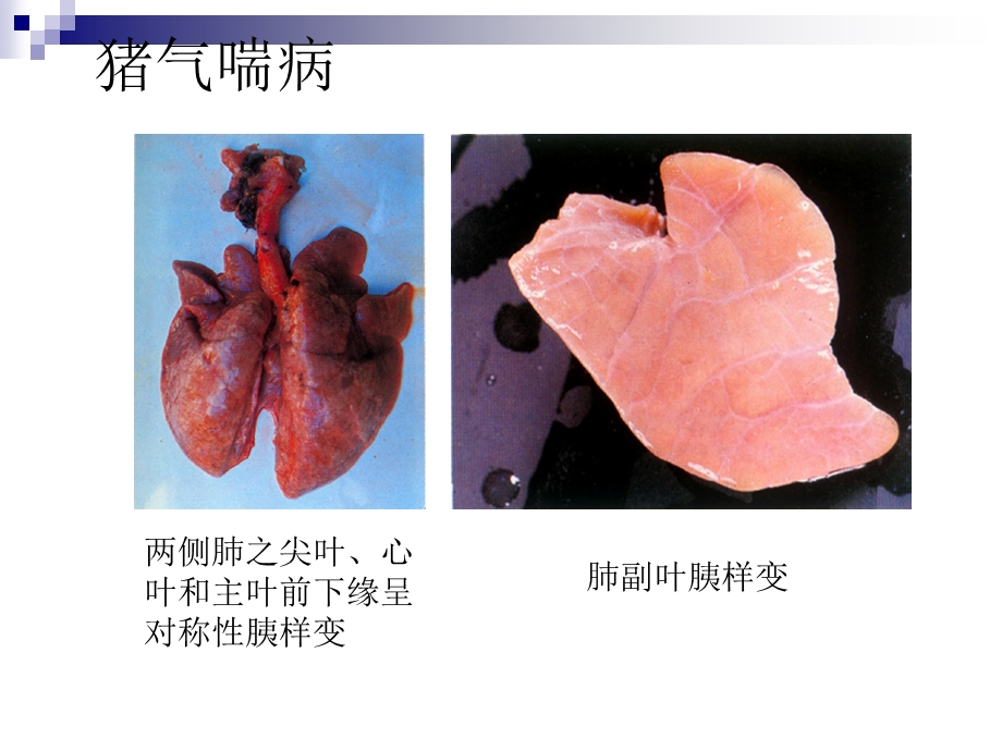 猪病彩色图谱(二).ppt_第2页