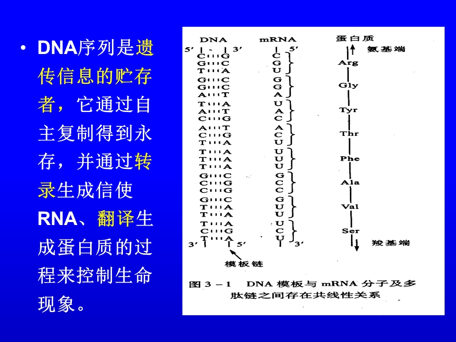 生物化学生物信息的传递上-从DNA到RNA.ppt_第3页