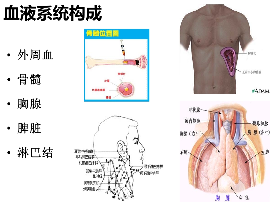 淋巴结中大鉴别诊断.ppt_第2页