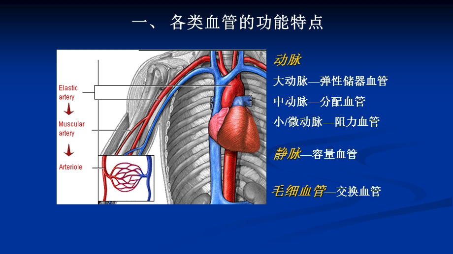 生理学第四章第2节血管生理.ppt_第2页