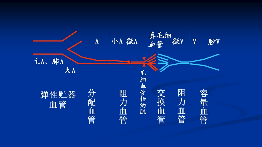 生理学第四章第2节血管生理.ppt_第3页