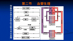 生理学第四章第2节血管生理.ppt