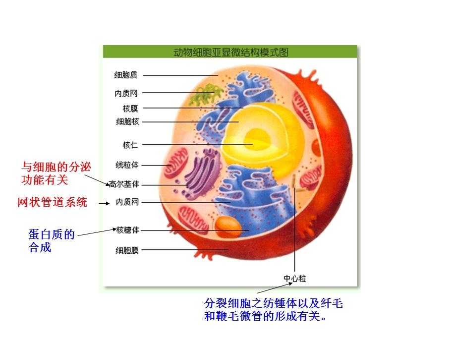 生物竞赛资料图片之植物开花结果.ppt_第3页