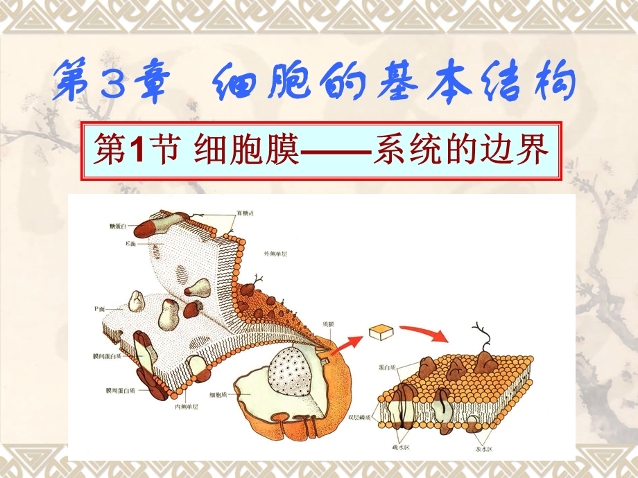 生物细胞膜系统的边界新人教版必修.ppt_第1页