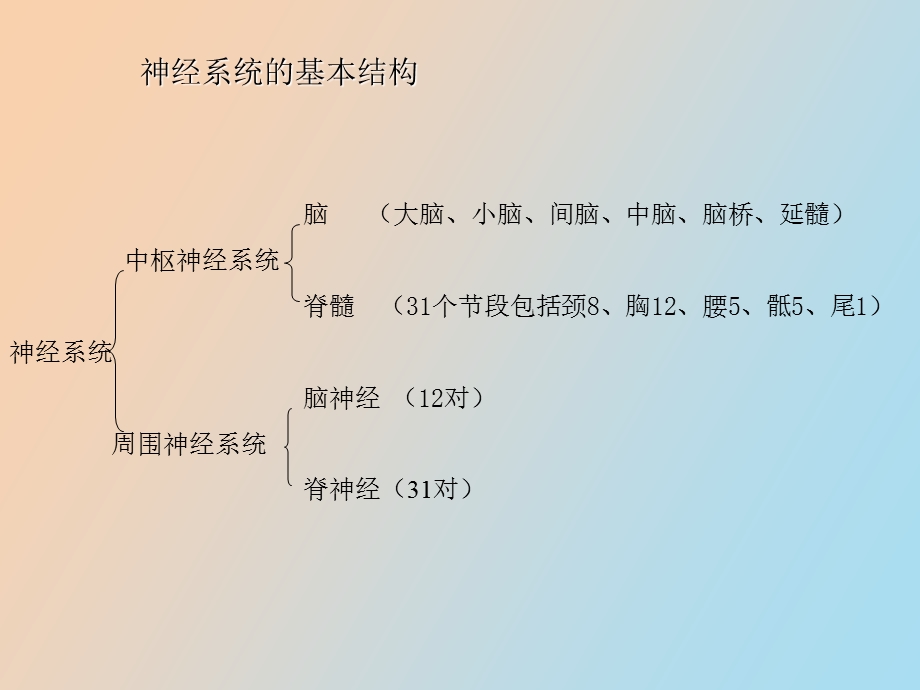 神经系统发育.ppt_第2页