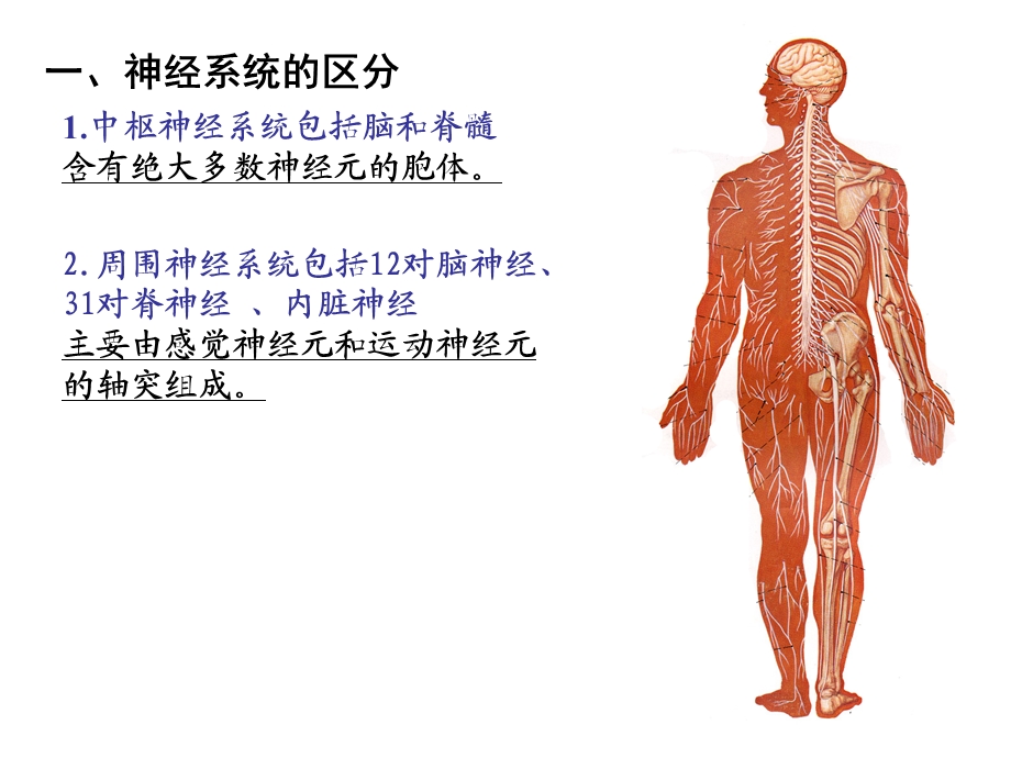 神经总论中枢神经系统.ppt_第3页