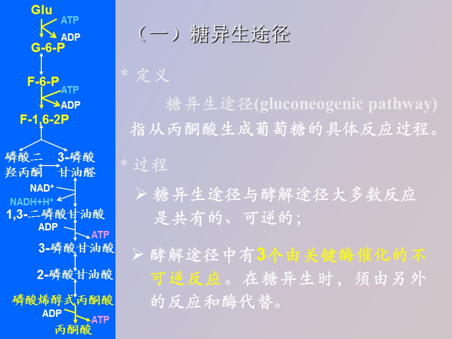 糖类合成代谢.ppt_第3页