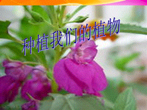 科学下册12种植我们的植物教科.ppt