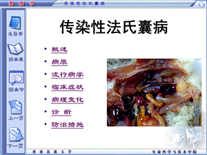 精品课程《禽病学》ppt04鸡传染性法氏囊病.ppt