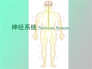 神经系统研究.ppt