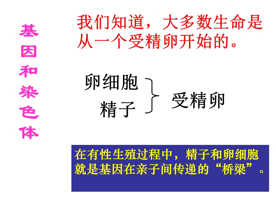 生物下第二章第二节基因在亲子代间的传递课件人教.ppt_第3页