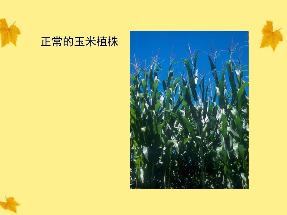 生物上册玉米叶正常的和缺少各种无机盐1课件人教新.ppt_第1页