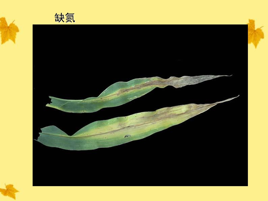 生物上册玉米叶正常的和缺少各种无机盐1课件人教新.ppt_第2页