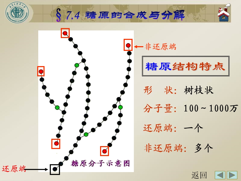 糖代谢3-糖原的合成与分解.ppt_第3页