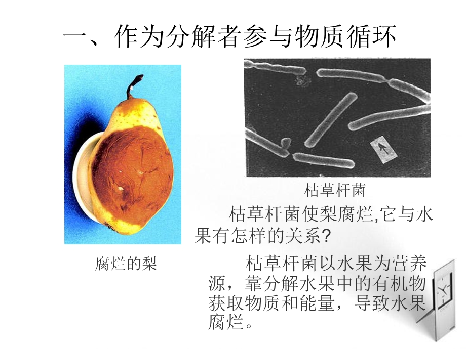 生物上册551细菌和真菌在自然界中的作用课件人教.ppt_第3页