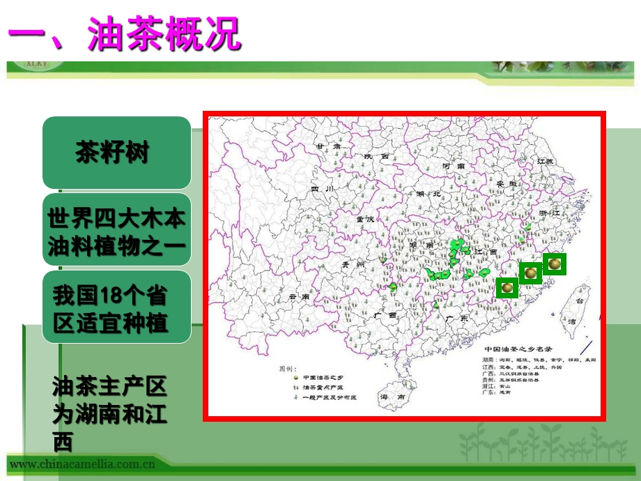 油茶种植与抚育管理技术精品课件.ppt_第3页