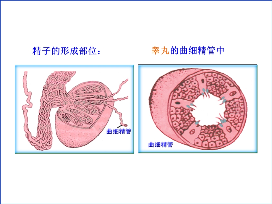 精子与卵细胞的产生和受精.ppt_第2页