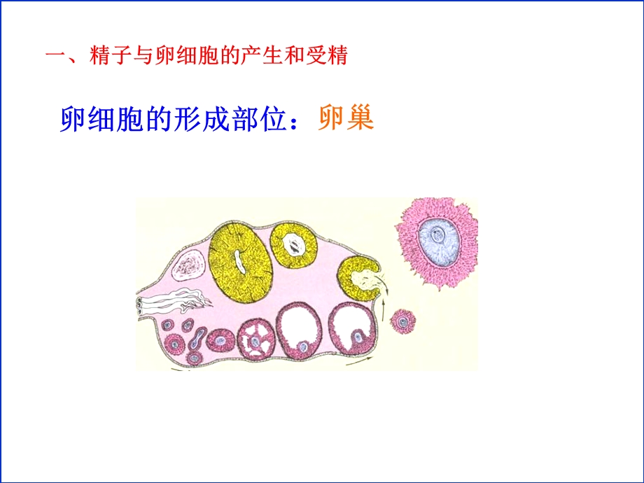 精子与卵细胞的产生和受精.ppt_第3页