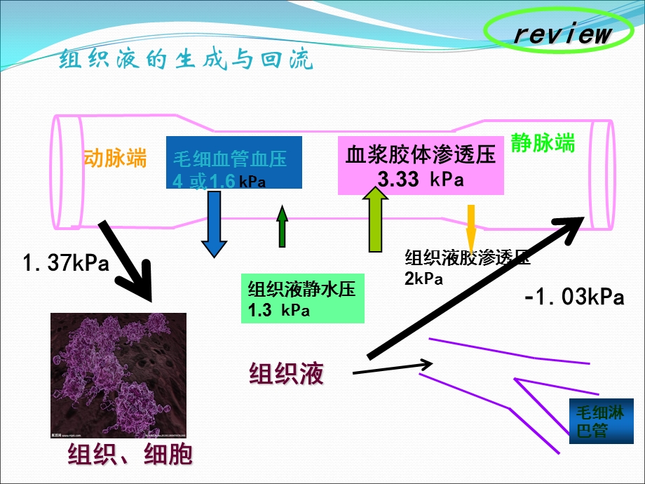 水肿的发病机制.ppt_第3页