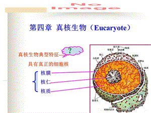 水处理生物学第四章真核.ppt