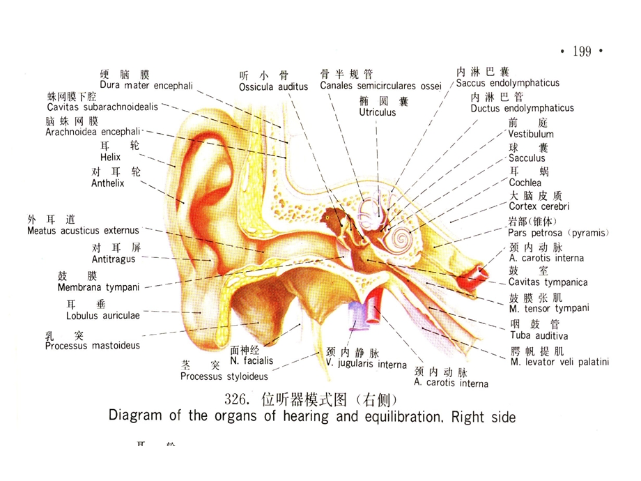 神经4听嗅味觉生理.ppt_第2页