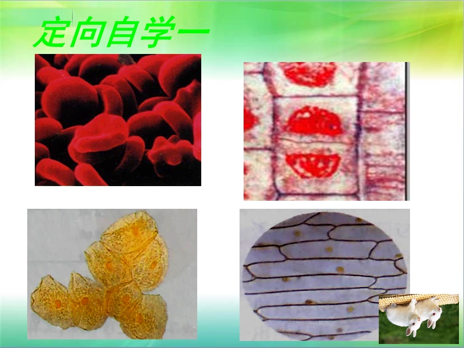 生物细胞的多样性和统一性课件yin.ppt_第3页