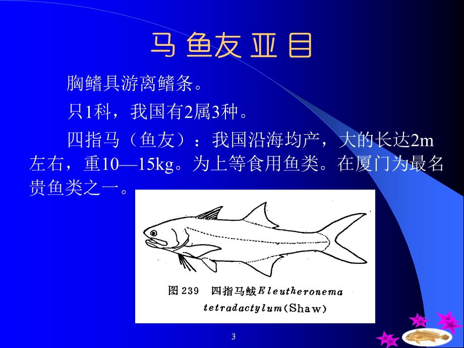 特征腹鳍亚胸位或腹位背鳍2个.ppt_第3页