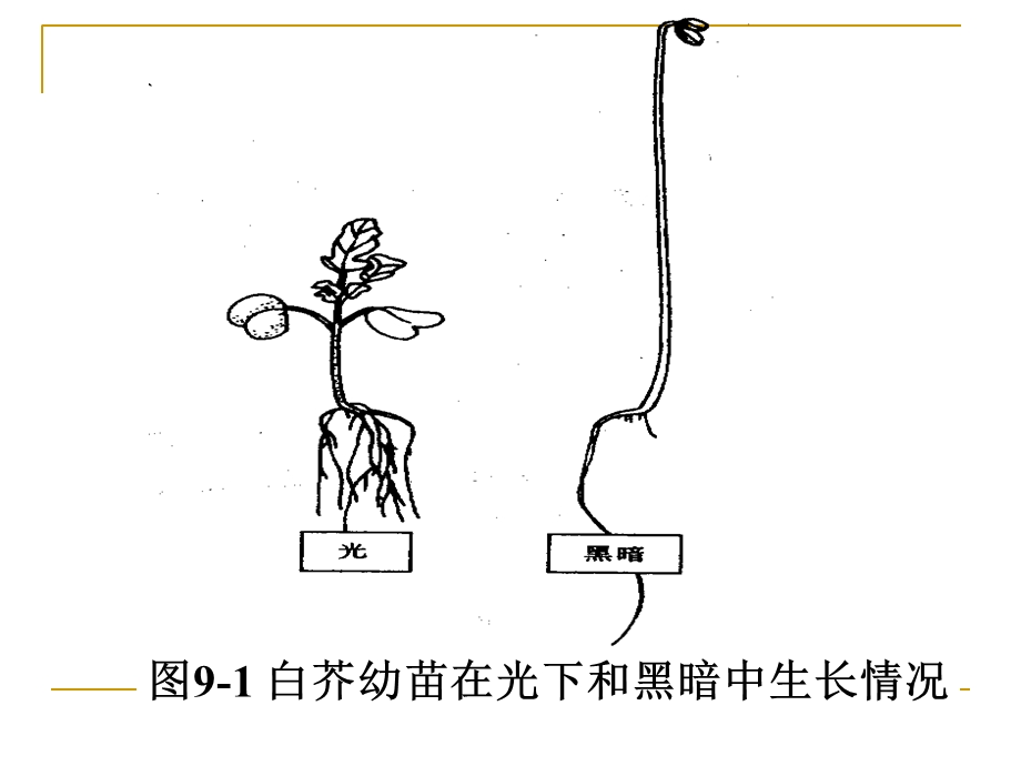 竞赛课件植物生理系列之第八章植物的生长生理1地址.ppt_第2页