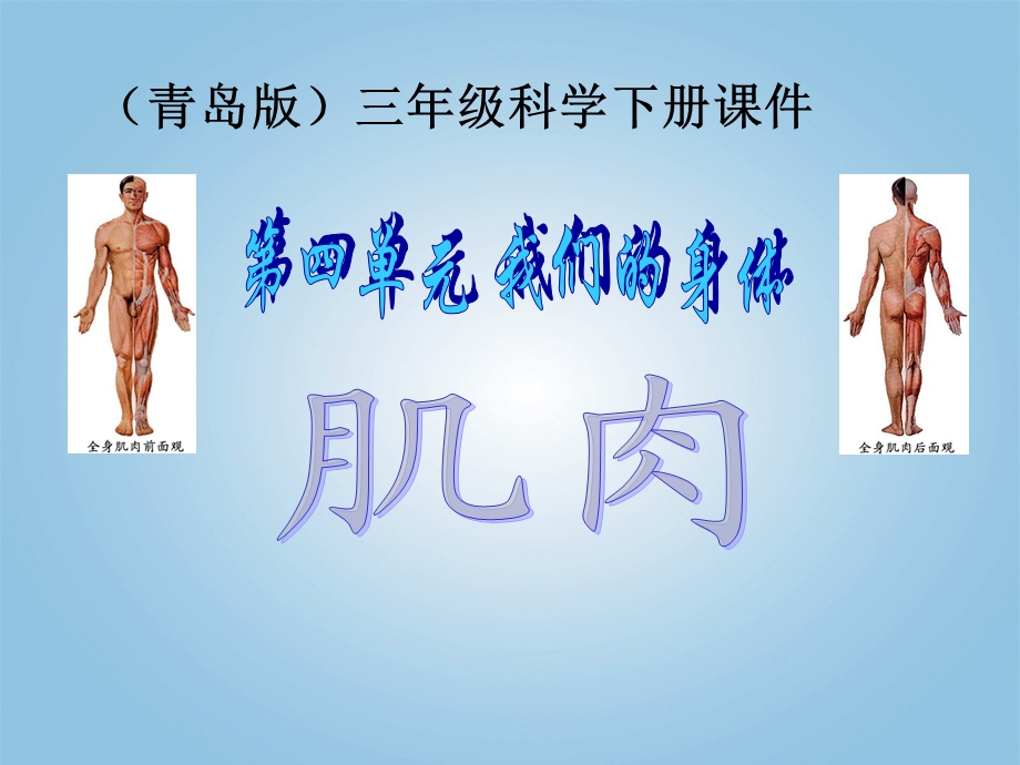 科学下册肌肉1课件青岛.ppt_第1页