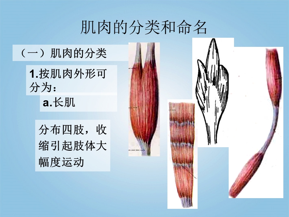 科学下册肌肉1课件青岛.ppt_第3页