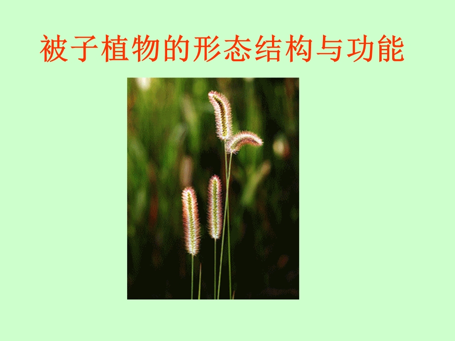 生物叶的结构和功能.ppt_第1页