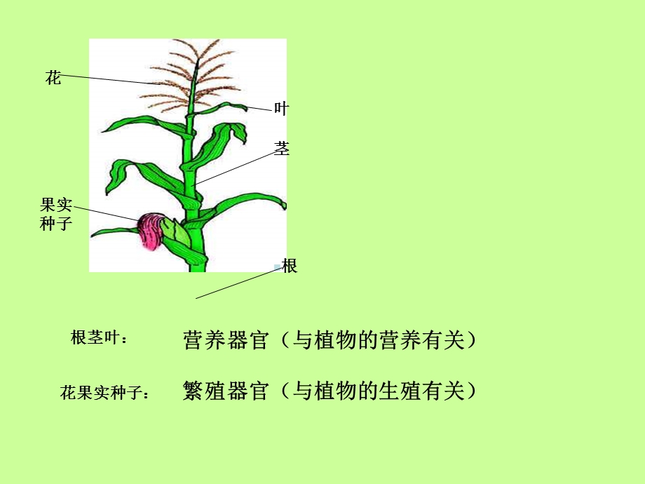 生物叶的结构和功能.ppt_第2页