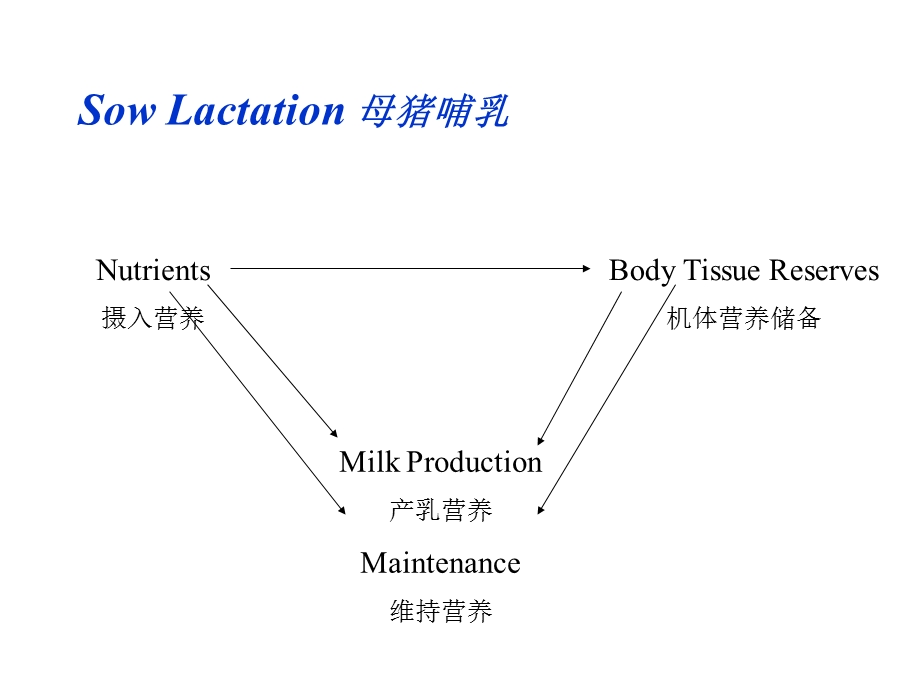 现代哺乳母猪的特点.ppt_第2页