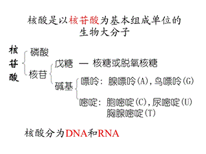 生物化学6核酸.ppt