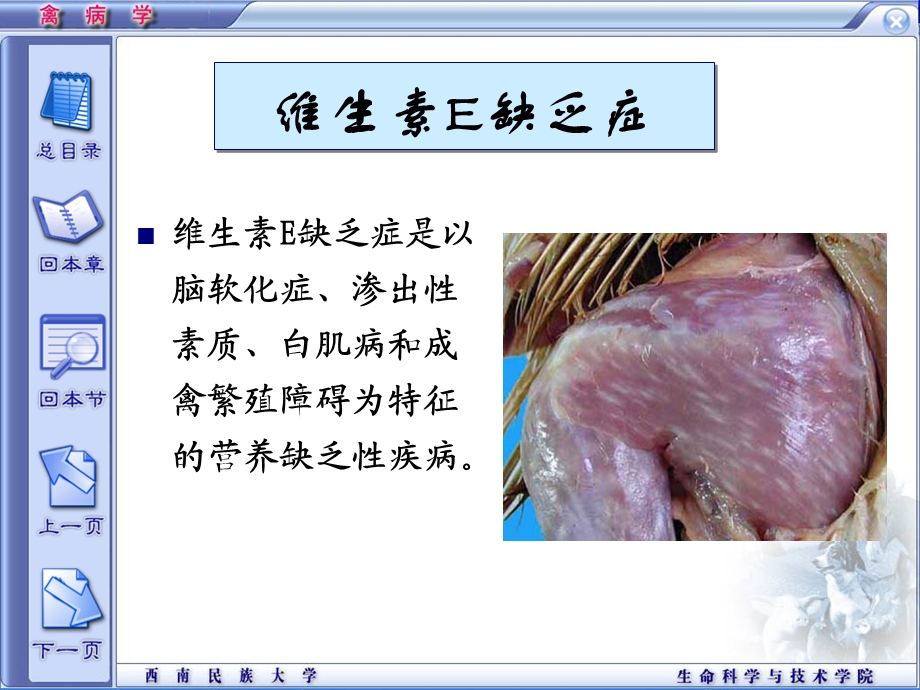 精品课程《禽病学》ppt04维生素E缺乏症.ppt_第1页