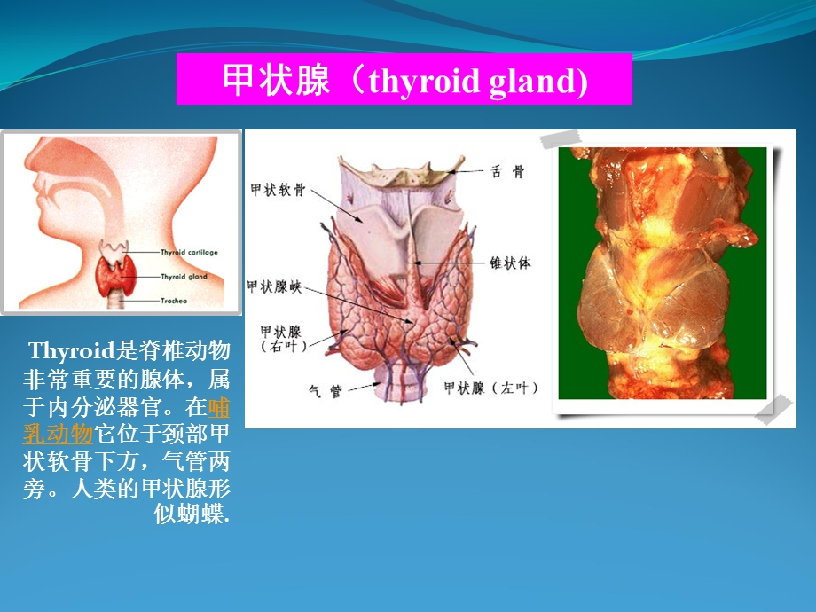 甲状腺癌术后TSH抑制治疗机理学习.ppt_第2页