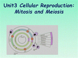 生物专业英语教学 细胞的繁殖.ppt