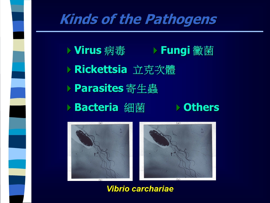 水产养殖之药物应用与防治.ppt_第3页