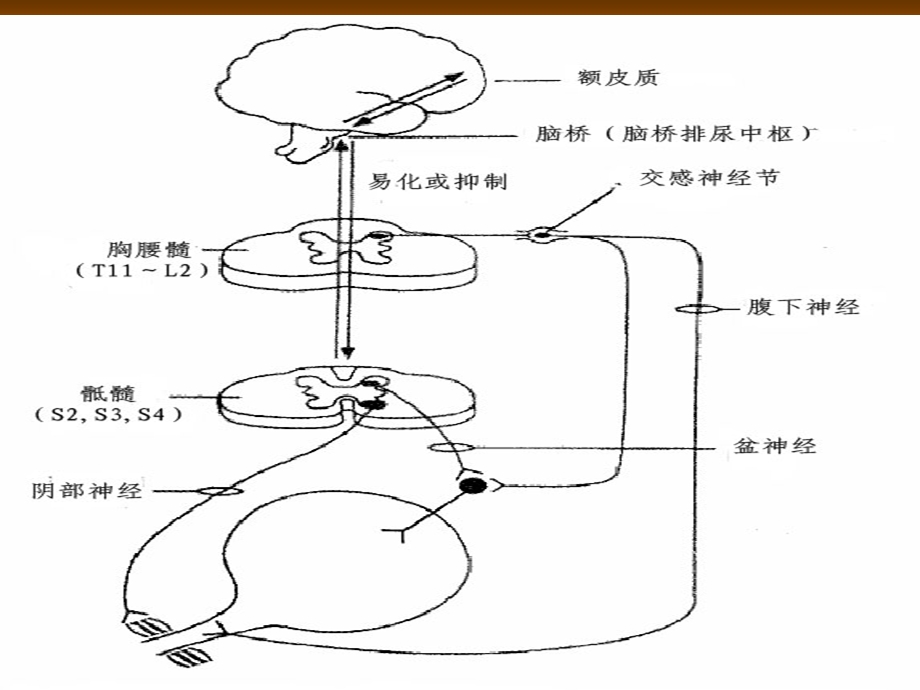 神经源性膀胱管理.ppt_第3页